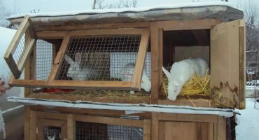 Jak správně chovat králíky v zimě?